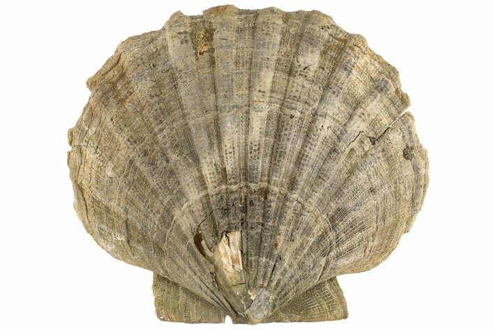 Miocene Fossil Scallop (Chesapecten) - Virginia #189124